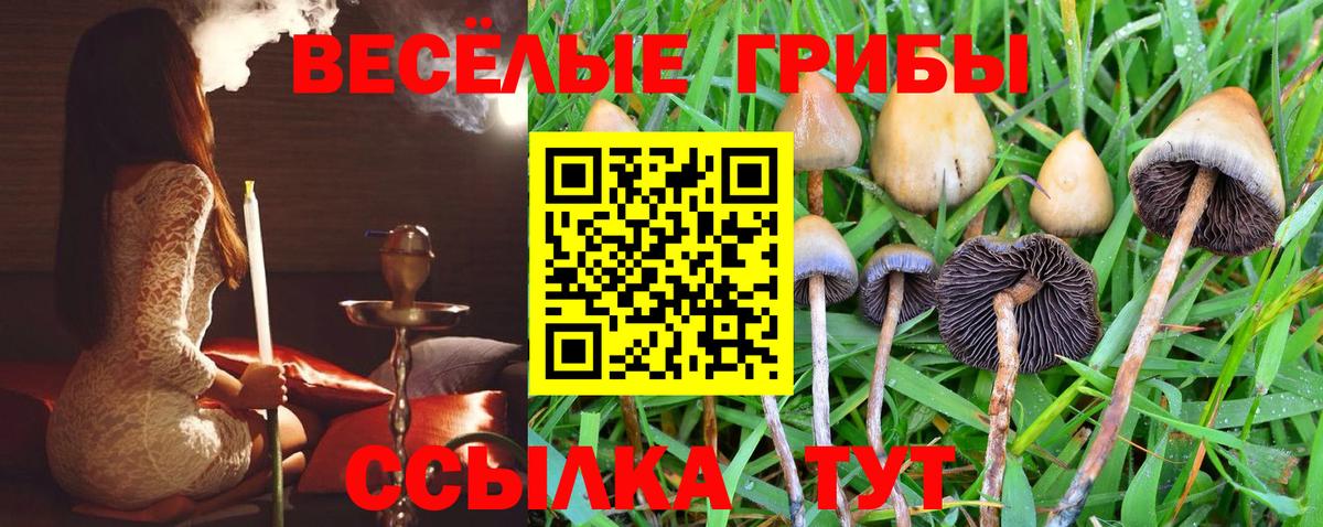 Псилоцибиновые грибы Cubensis Дальнегорск